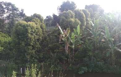 Imagem 2: Vendo excelente fazenda em gandu