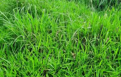 Imagem 6: Sitio 22 hectares valor 195.000