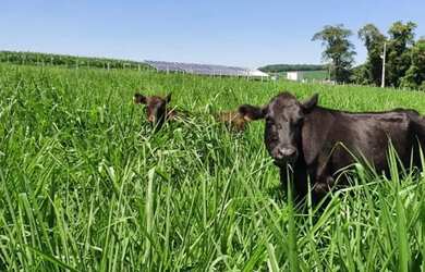 Imagem 14: OPORTUNIDADE CHÁCARA 2,5 Alq. A VENDA 18km de cascavel