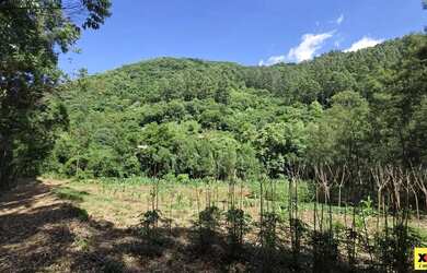 Imagem 13: Sítio / Chácara para Venda em Nova Petrópolis, São Jacó