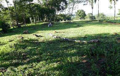 Imagem 6: Fazenda 8 alqueires. 8m² de Área Privada