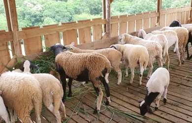 Imagem 15: OPORTUNIDADE CHÁCARA 2,5 Alq. A VENDA 18km de cascavel