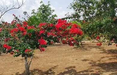 Imagem 15: Loteamento em Sapeaçu, frente Rodoviária, Infraestrutura, lotes a partir...