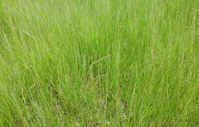 Imagem 15: 117 alqueires em Goias Velho-Go