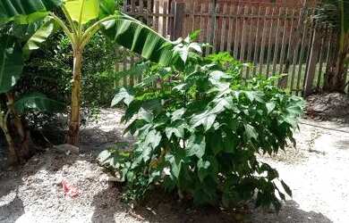 Imagem: A casa possui 2 Dormitórios, 1 Banheiro, 56m² de Área e