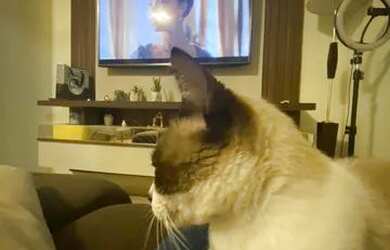 Imagem: O quarto está localizado em Velha, Blumenau para alugar por