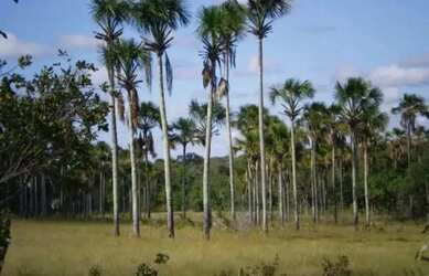 Imagem: A fazenda possui 136.000.000m² de Área e está localizado