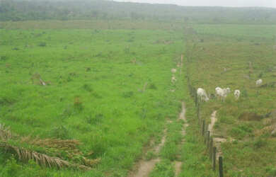 Imagem 8: 2.500 hectares terra pra cria vacas por 8.800 mil reais o hectare no Pará...
