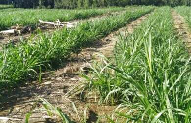 Imagem: O terreno e está localizado em São Miguel Arcanjo, SP à venda