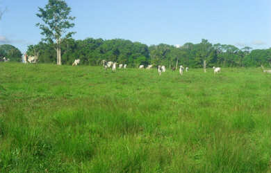 Imagem 6: 2.500 hectares terra pra cria vacas por 8.800 mil reais o hectare no Pará...