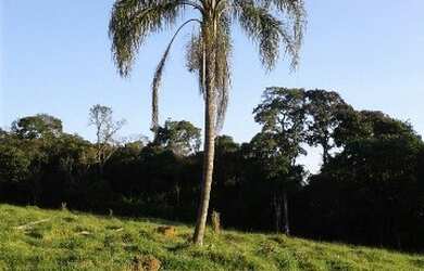 Imagem 11: TERRENO RESIDENCIAL em Pinhalzinho - , Curitibanos