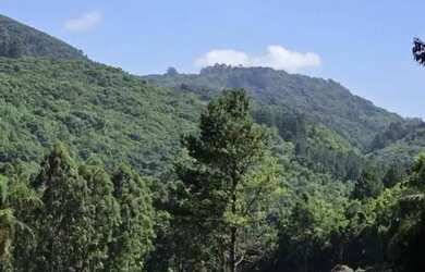 Imagem 12: Sítio / Chácara para Venda em Nova Petrópolis, São Jacó