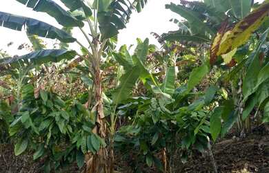 Imagem 6: Vendo excelente fazenda em gandu