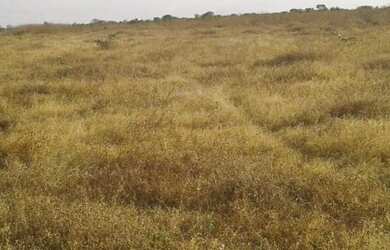 Imagem: A fazenda e está localizado em Plano Diretor Sul, Palmas à