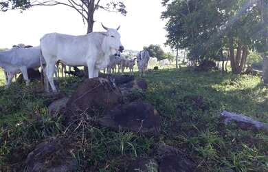 Imagem 3: Fazenda 8 alqueires. 8m² de Área Privada