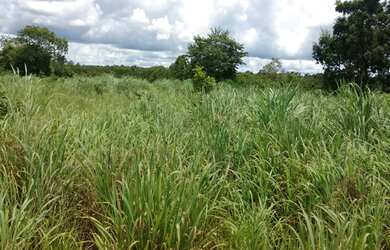 Imagem 4: 117 alqueires em Goias Velho-Go