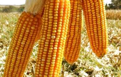 Imagem 4: Fazenda 9.775 alqueires em Santa do Araguaia-PA