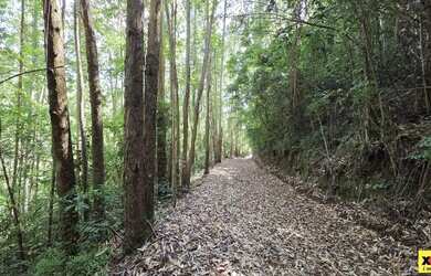 Imagem 4: Sítio / Chácara para Venda em Nova Petrópolis, São Jacó