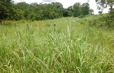 Imagem 9: 117 alqueires em Goias Velho-Go