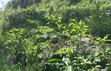 Imagem 4: Loteamento Bosque das Araucárias - Linha Imperial