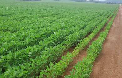 Imagem: A fazenda possui 800m² de Área e está localizado em Rosário