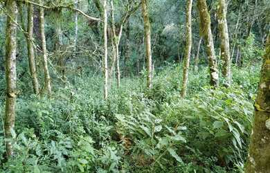 Imagem 7: Terreno - Bairro Carniel. 420m² de Área