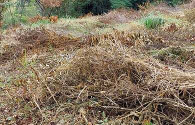 Imagem 8: VENDO urgente esta CHÁCARA