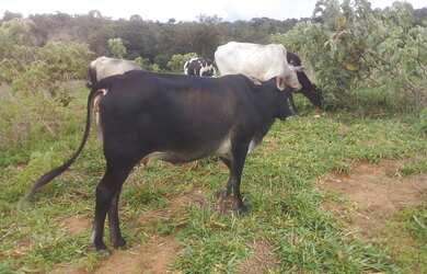 Imagem 4: Excelente fazenda no DF. 300.000m² de Área