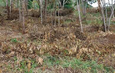Imagem 5: VENDO urgente esta CHÁCARA