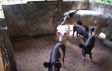 Imagem 5: R$1,2 milhões 75 hectares pronta fazendinha há 72 km de Belém