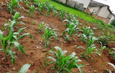 Imagem 6: Terreno à venda, 300 m² por R$ 128.000,00 - Residencial Flor do Cerrado...