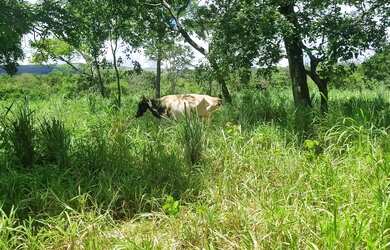 Imagem 6: Sitio 9 hectares e meia valor 295.000