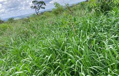 Imagem 8: Arrendo Fazenda de 18 alqueires próxima ao asfalto