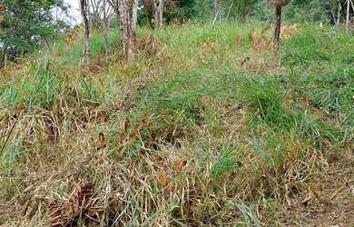 Imagem 14: VENDO urgente esta CHÁCARA