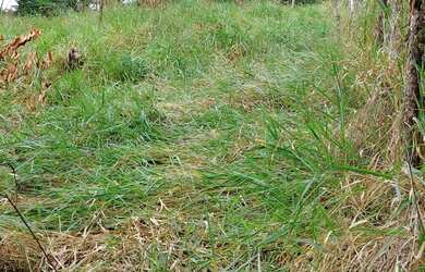 Imagem 13: VENDO urgente esta CHÁCARA