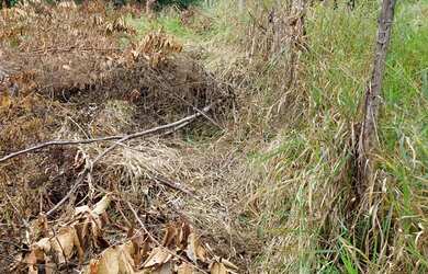 Imagem 9: VENDO urgente esta CHÁCARA
