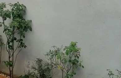 Imagem: Vendo ou troco em casa 1 pavimento