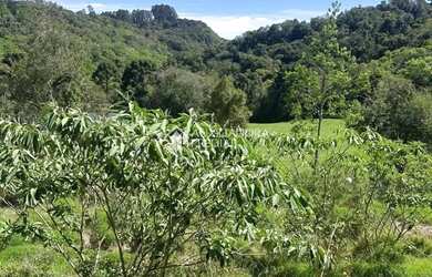 Imagem 5: Loteamento Bosque das Araucárias - Linha Imperial