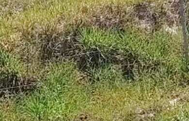 Imagem: O terreno à venda possui e está localizado em São Joaquim