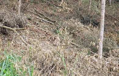 Imagem 11: VENDO urgente esta CHÁCARA