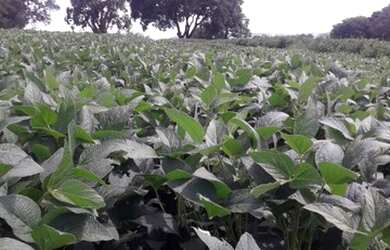 Imagem: A fazenda possui 290.400m² de Área e está localizado em