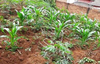 Imagem 4: Terreno à venda, 300 m² por R$ 128.000,00 - Residencial Flor do Cerrado...