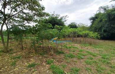 Imagem 3: Chácara à venda, 2000 m² por R$ 210.000,00 - Morumbi - Cascavel/PR