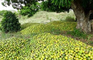 Imagem: A fazenda possui 130.680m² de Área e está localizado em