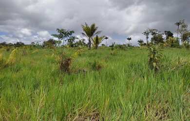 Imagem: A fazenda está localizado em Caroebe, RR à venda por R$1.000.000