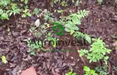 Imagem: A fazenda possui 22.000m² de Área e está localizado em Centro