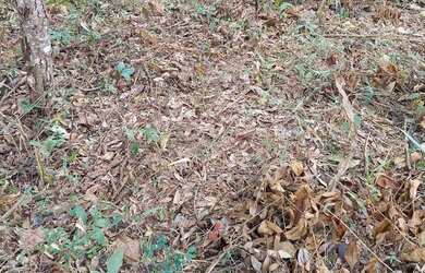 Imagem 12: VENDO urgente esta CHÁCARA