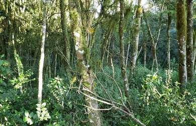 Imagem 4: Terreno - Bairro Carniel. 420m² de Área