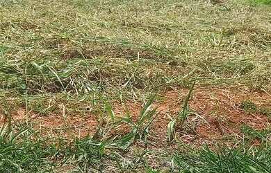 Imagem 2: Lote, na ponte alta