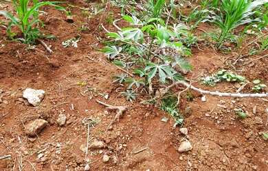 Imagem 3: Terreno à venda, 300 m² por R$ 128.000,00 - Residencial Flor do Cerrado...